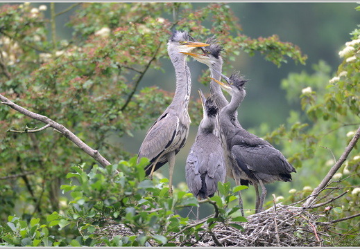 Graureiher (Ardea cinerea)