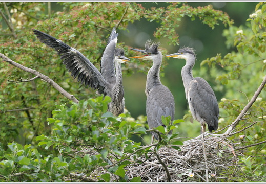 Graureiher (Ardea cinerea)