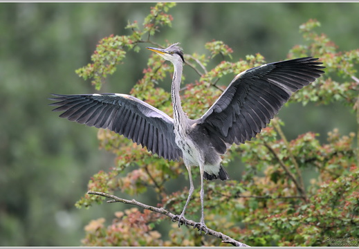 Graureiher (Ardea cinerea)