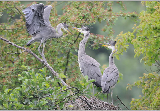 Graureiher (Ardea cinerea)
