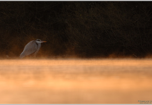 Graureiher (Ardea cinerea)