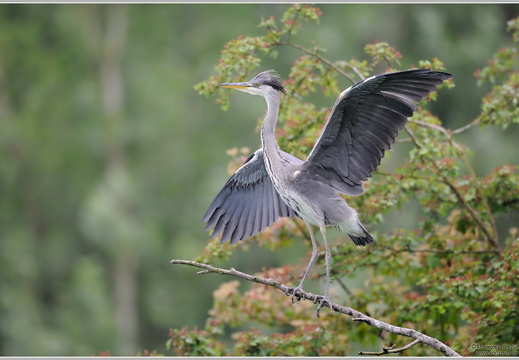Graureiher (Ardea cinerea)