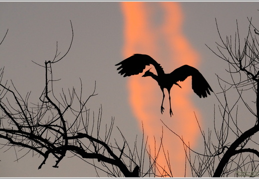 Graureiher (Ardea cinerea)
