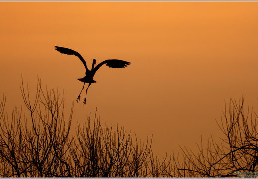 Graureiher (Ardea cinerea)