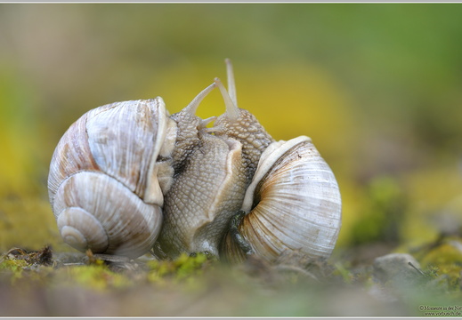 Weinbergschnecke (Helix pomatia)
