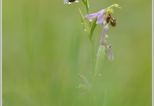 Bienen-Ragwurz (Ophrys apifera)