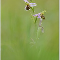 Bienen-Ragwurz-(Ophrys-apifera)~0.jpg