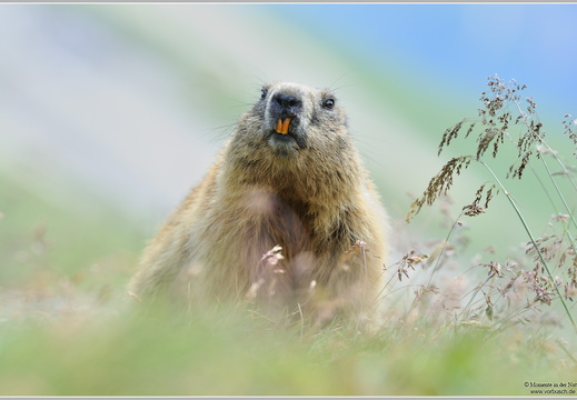 Alpenmurmeltier (Marmota marmota)