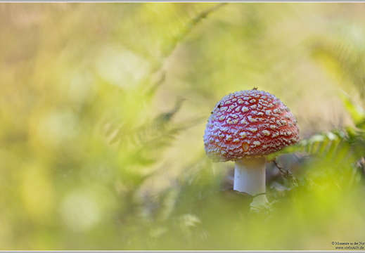 Fliegenpilz (Amanita muscaria)