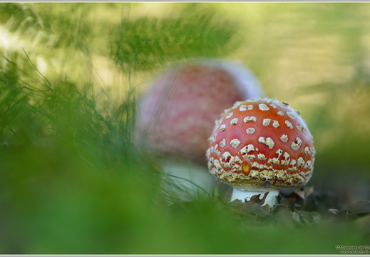 Fliegenpilz (Amanita muscaria)