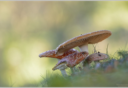 Fliegenpilz (Amanita muscaria)