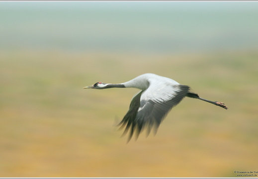 Grauer Kranich (Grus grus)