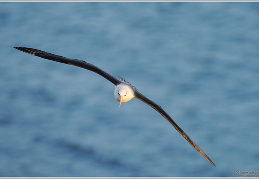 Schwarzbrauenalbatros (Thalassarche melanophris)