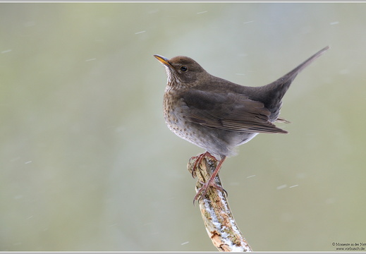 Amsel (Turdus merula)