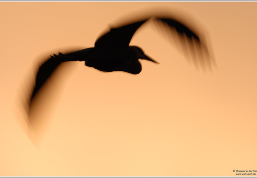 Graureiher (Ardea cinerea)