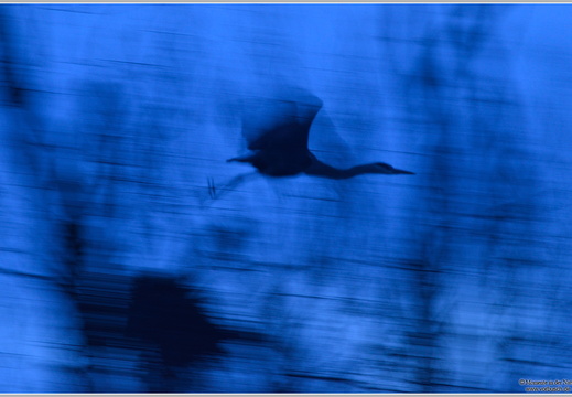 Nightflight - Graureiher (Ardea cinerea)