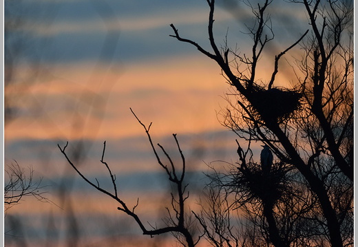 Graureiher (Ardea cinerea)