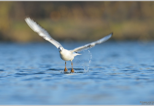 Lachmöwe (Larus ridibundus)