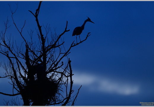 Graureiher (Ardea cinerea)