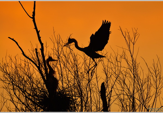 Graureiher (Ardea cinerea)