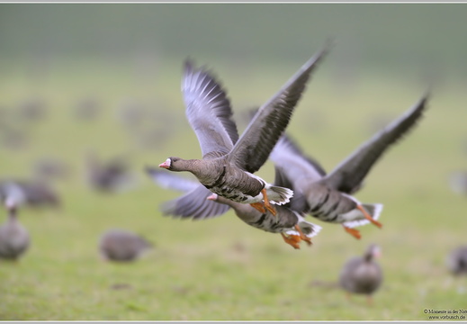 Blässgans (Anser albifrons)