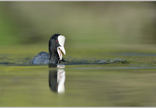 Blässhuhn (Fulica atra)
