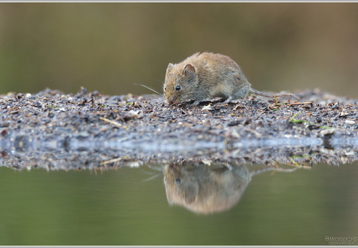 Wühlmaus (Arvicolinae)