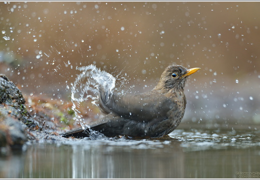 Amsel (Turdus merula)