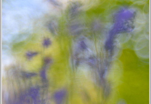 Atlantisches Hasenglöckchen (Hyacinthoides non-scripta)