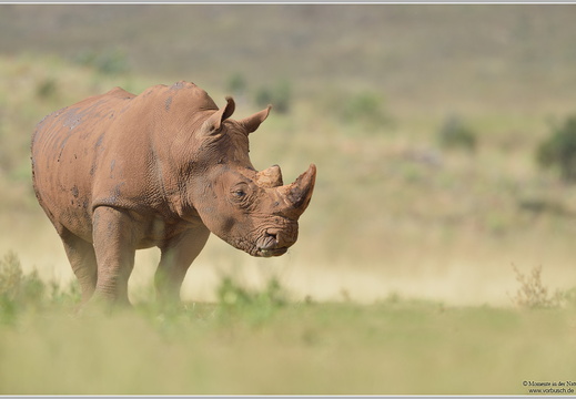 Breitmaulnashorn (Ceratotherium simum)