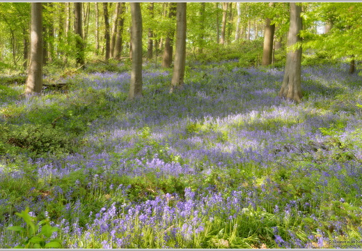 Atlantisches Hasenglöckchen (Hyacinthoides non-scripta)