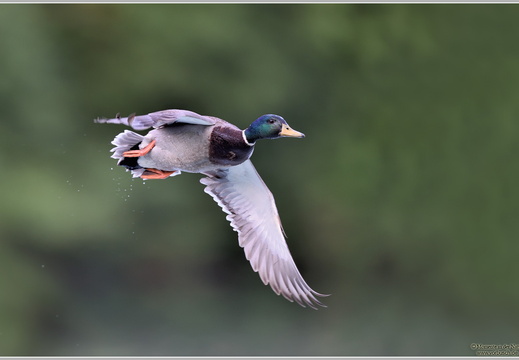 Stockente (Anas platyrhynchos)