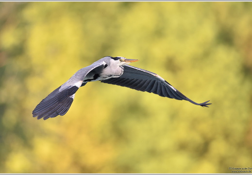 Graureiher (Ardea cinerea)