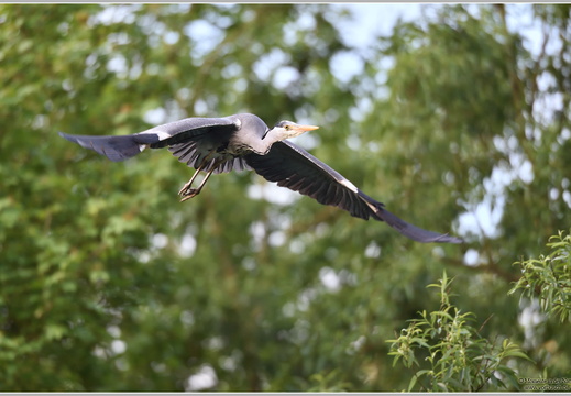 Graureiher (Ardea cinerea)
