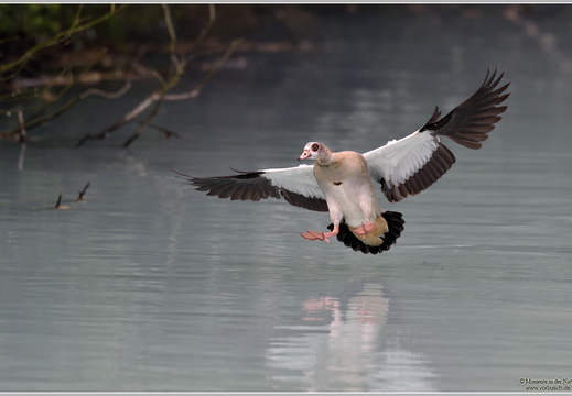 Nilgans (Alopochen aegyptiacus)