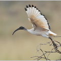 Heiliger-Ibis-(Threskiornis-aethiopicus)3.jpg