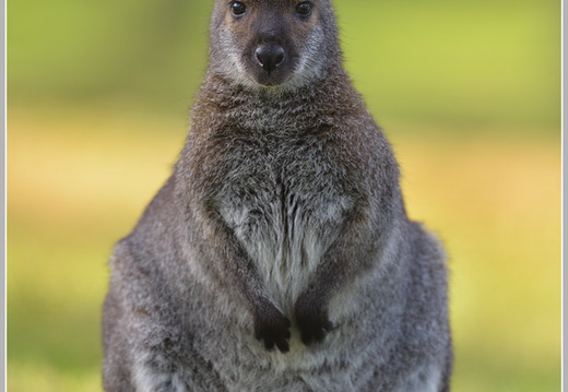 Bennetkaenguruh (Wallabia rufogrisea)