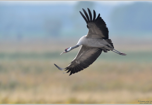Grauer Kranich (Grus grus)