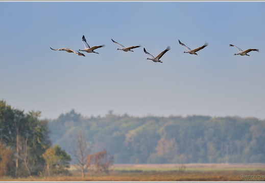 Grauer Kranich (Grus grus)