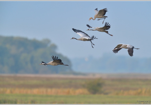 Grauer Kranich (Grus grus)