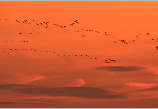 Grauer Kranich (Grus grus)