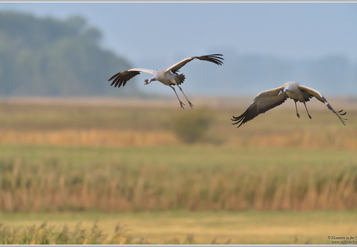 Grauer Kranich (Grus grus)