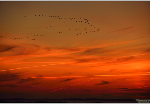 Grauer Kranich (Grus grus)