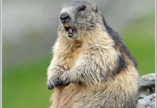 Alpenmurmeltier (Marmota marmota)