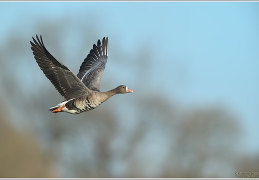 Blässgans (Anser albifrons)
