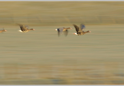 Blässgans (Anser albifrons)