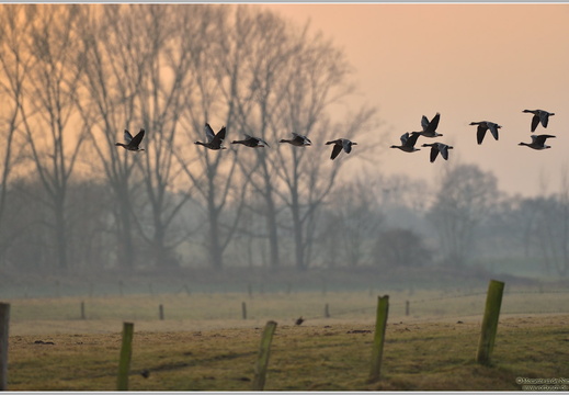 Blässgans (Anser albifrons)
