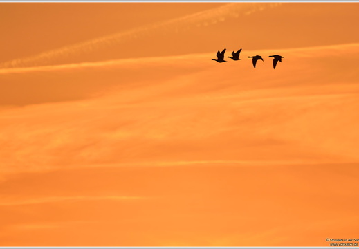 Blässgans (Anser albifrons)