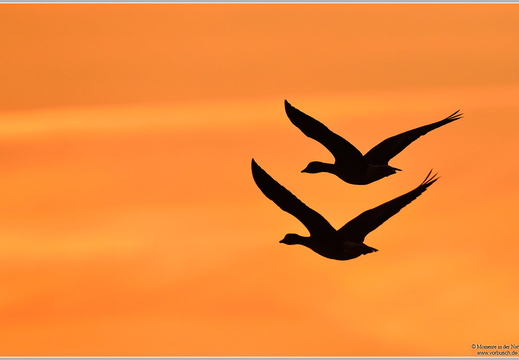 Blässgans (Anser albifrons)