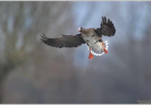 Blässgans (Anser albifrons)